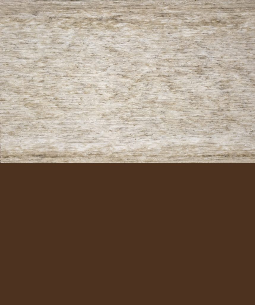 Seahell on Chocolate Brown